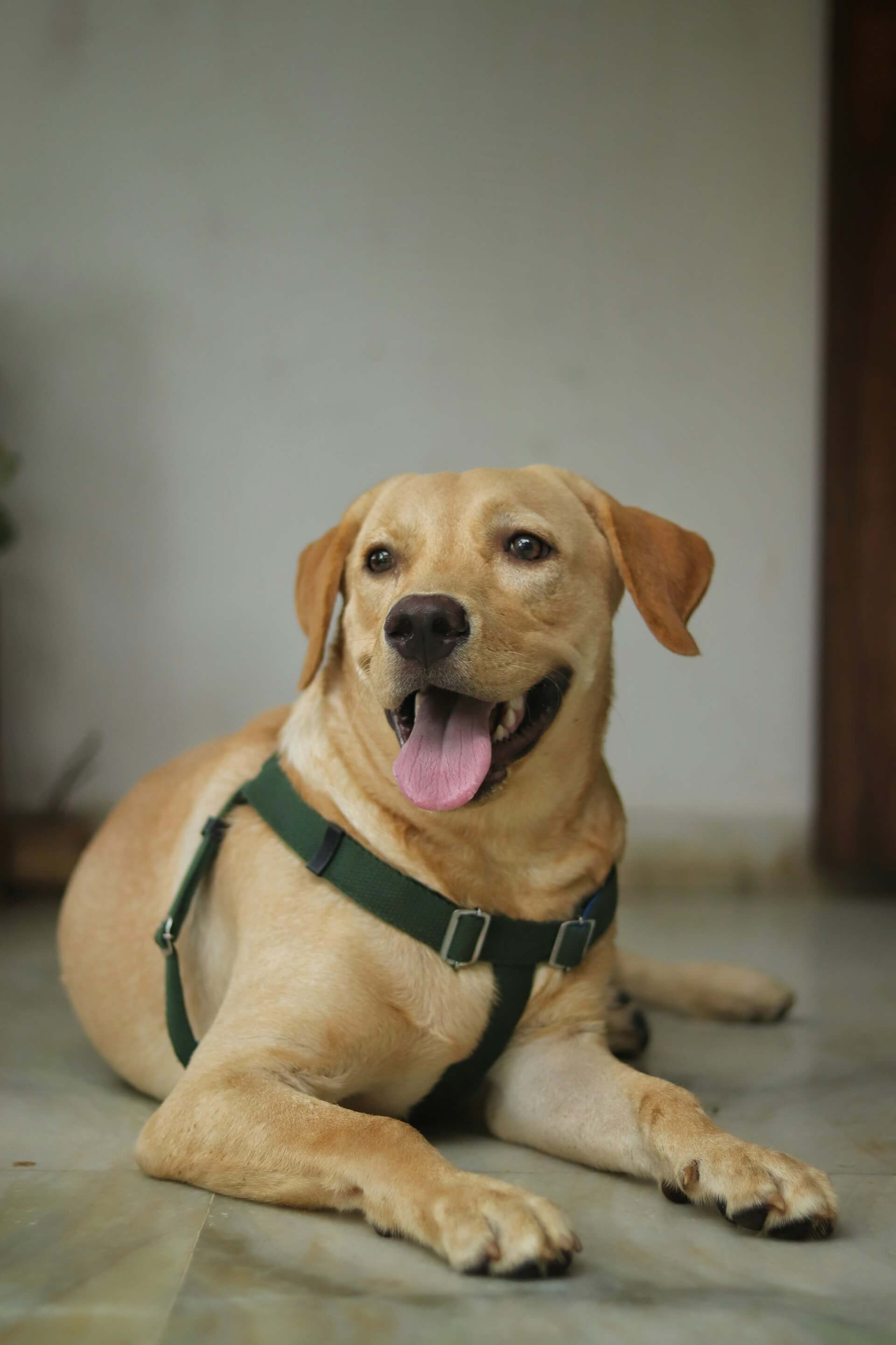 Labrador